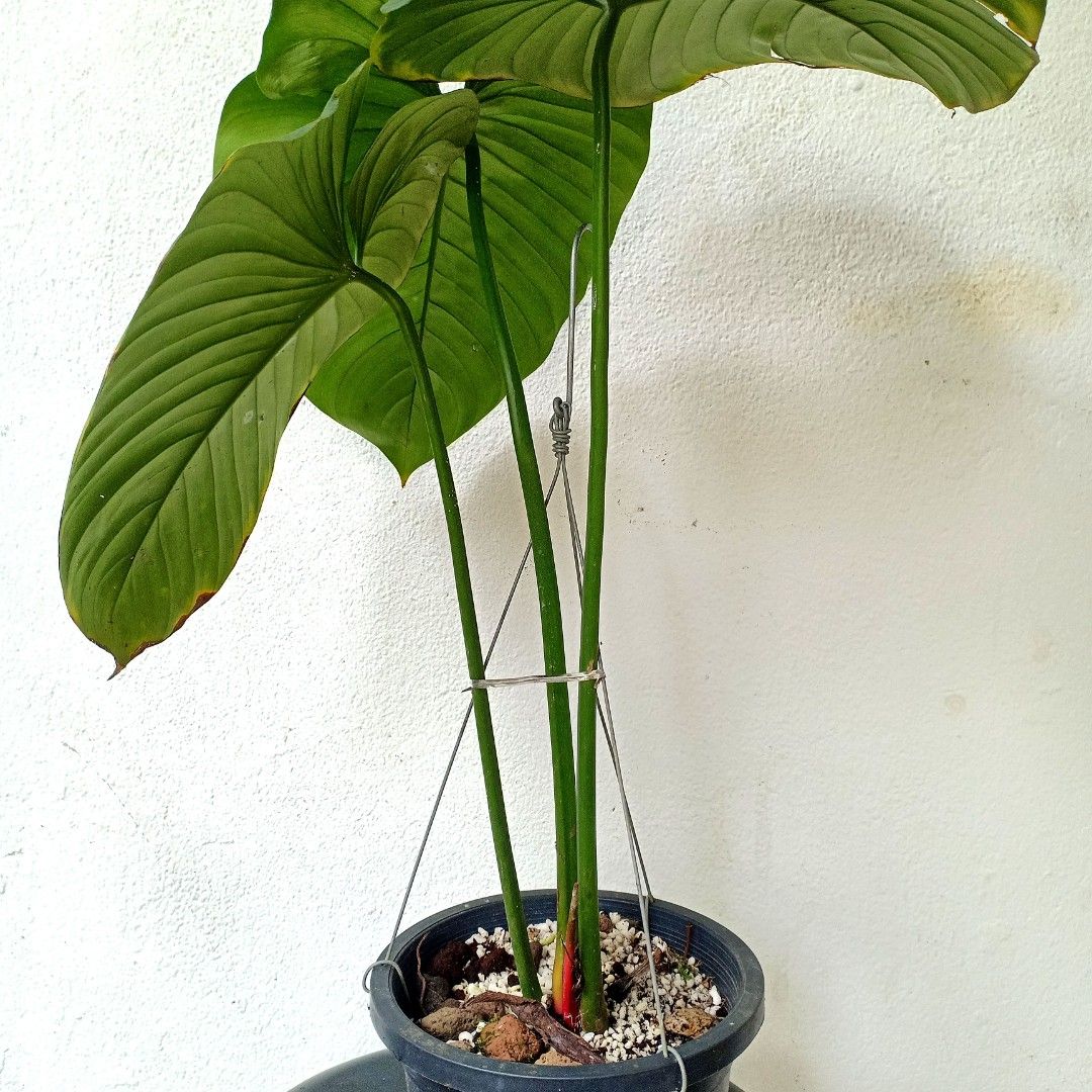 plant a vine Potato Vine – Plant Detectives
