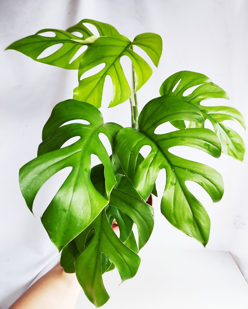 Monstera Pertusa, Furniture & Home Living, Gardening, Plants & Seeds on ...