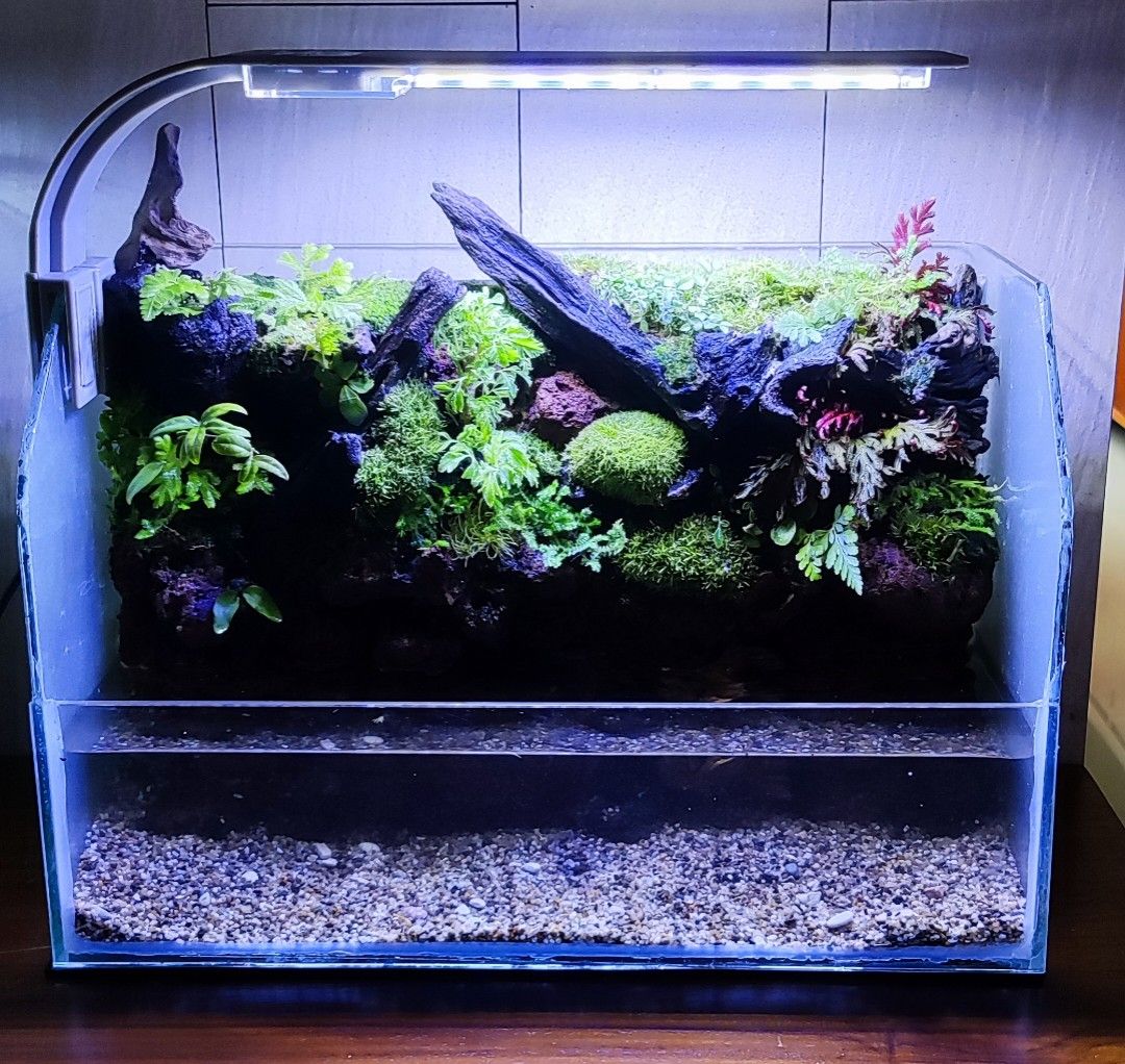 Fish aquarium accessories, Pet Supplies, Homes & Other Pet Accessories on  Carousell