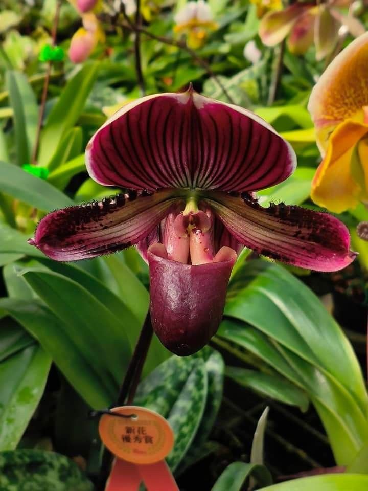 Slippers orchids