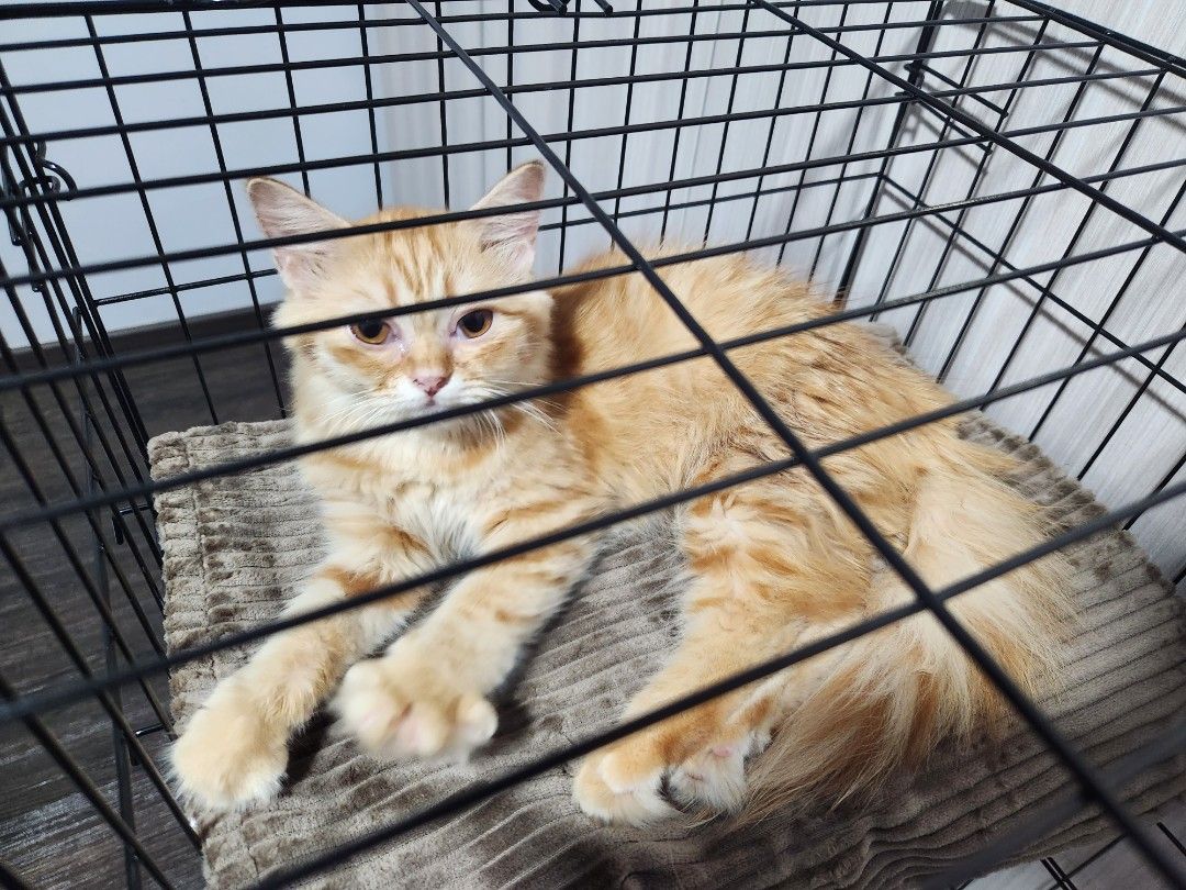 Cats only boarding hotsell