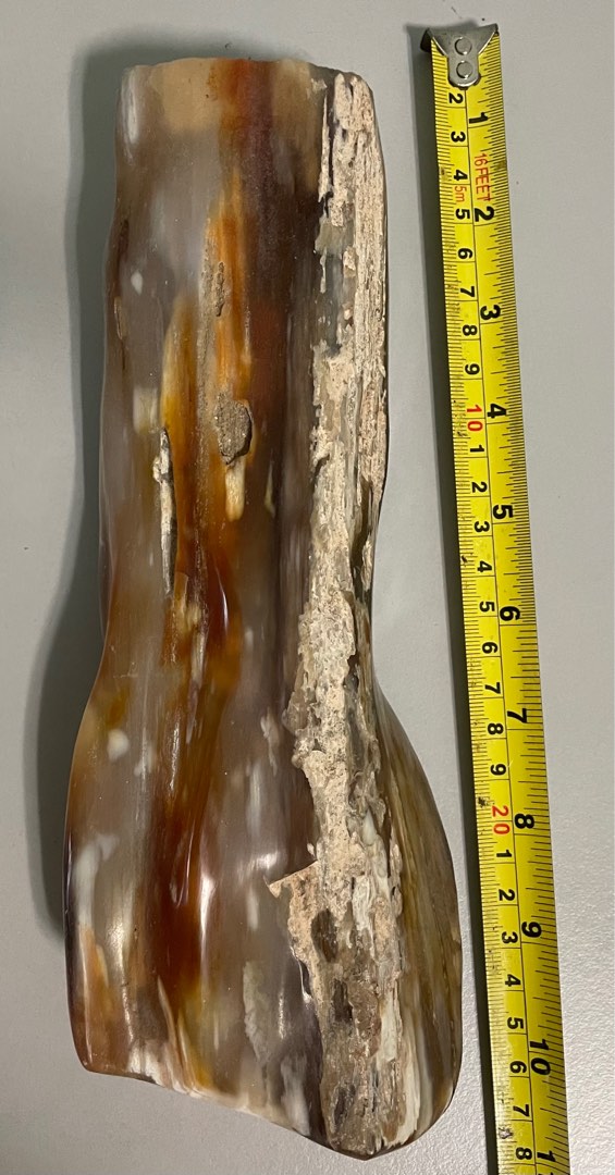 Fossilized wood turned into stone from China, Hobbies & Toys