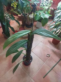 (Category: ) located in . Submitted by eezyslick (Listing ID 1274308777, Image 1). Description: .