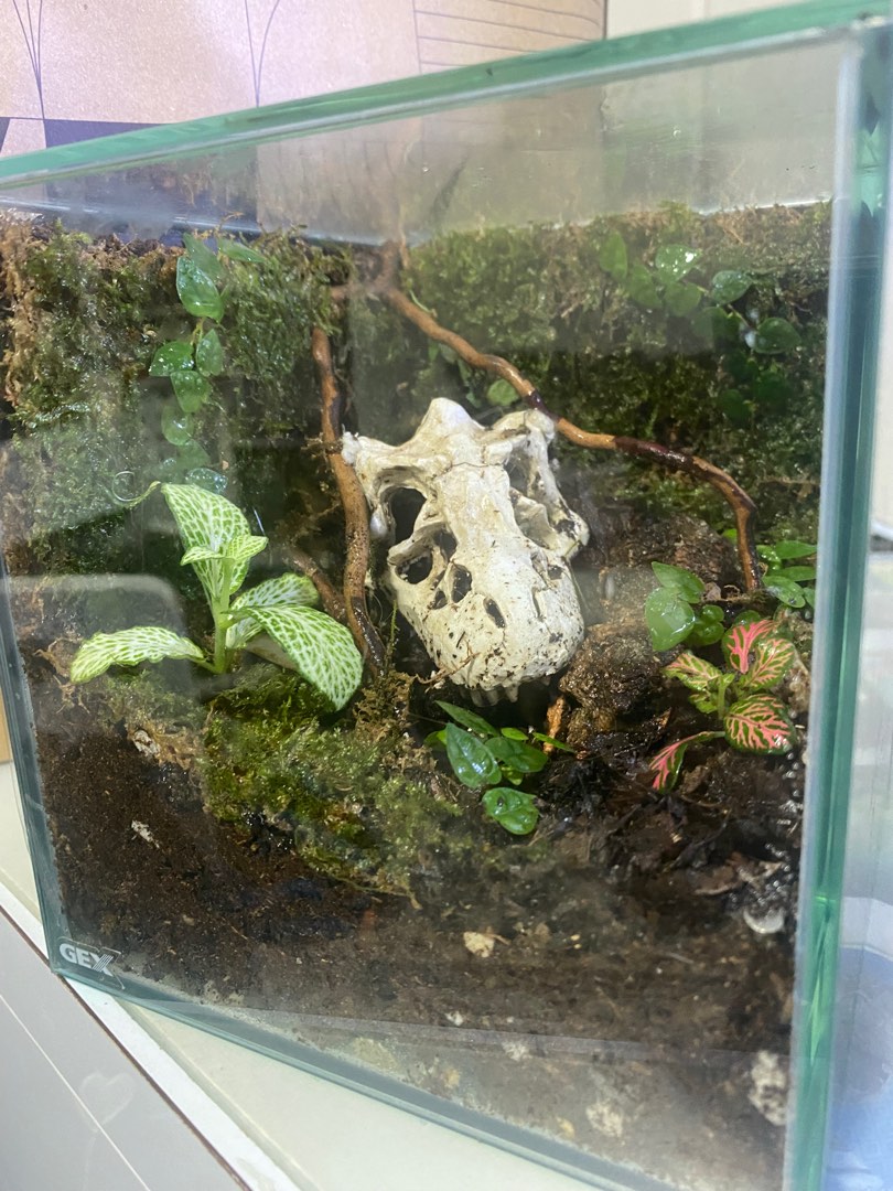 Bioactive Terrarium for isopods, Pet Supplies, Homes & Other Pet