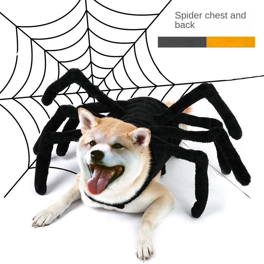 Cat spider halloween outlet costume