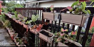(Category: ) located in . Submitted by plantgeek (Listing ID 1274176147, Image 1). Description: .