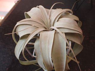 （分類：）位於 。 由 810plants 提交（商品編號 1274184134，圖片 1）。簡介： 。