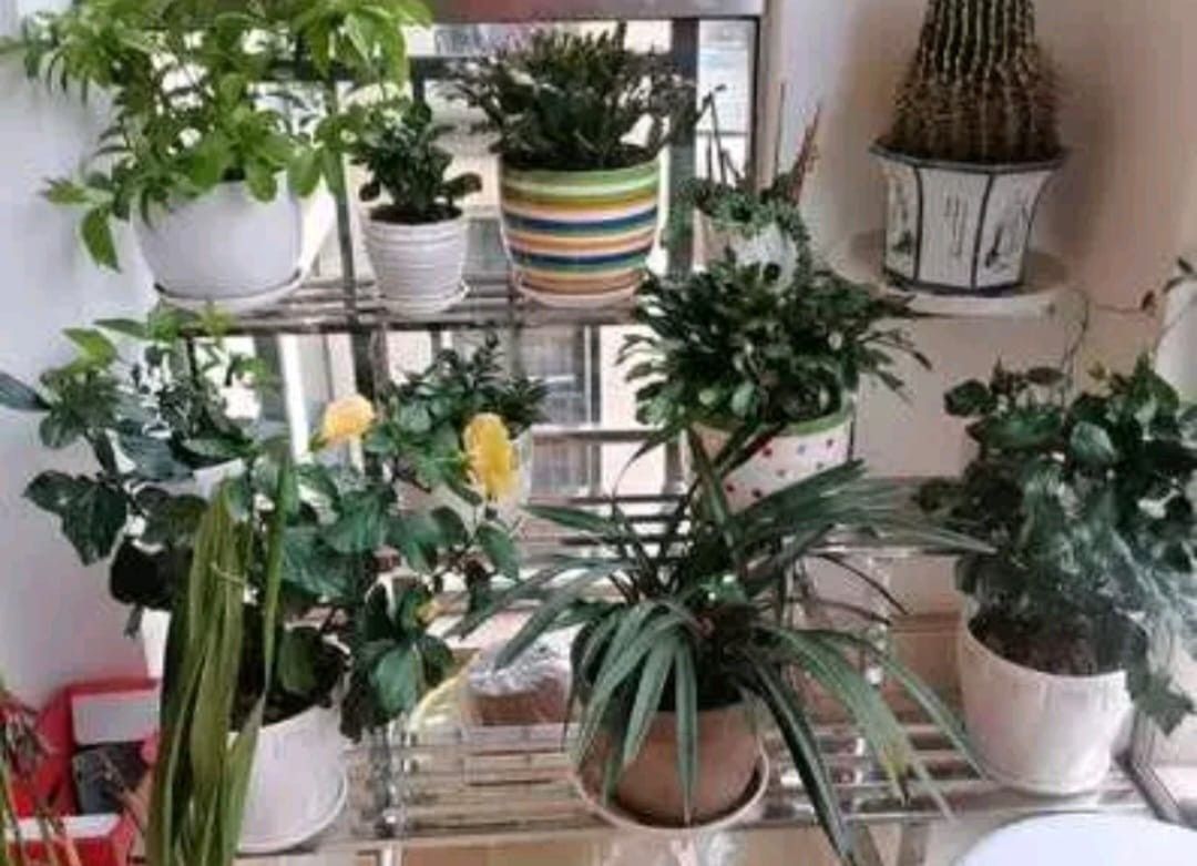 Brand New Stainless Steel plant rack Flowers Rack available 2tier 3 ...