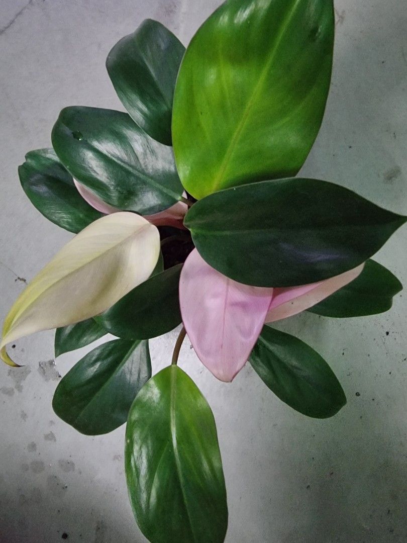 Philodendron Pink congo Variegated pot 10cm height 10-15cm, Furniture ...