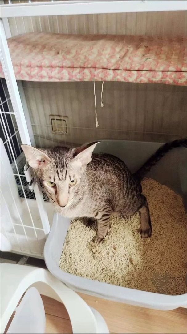 Petco flushable litter deals