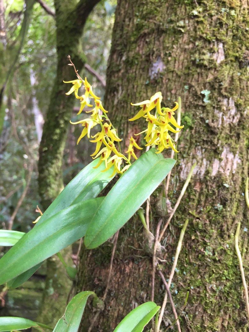 Bulbophyllum reptans, Furniture & Home Living, Gardening, Plants