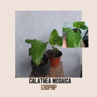 Calathea Mosaica