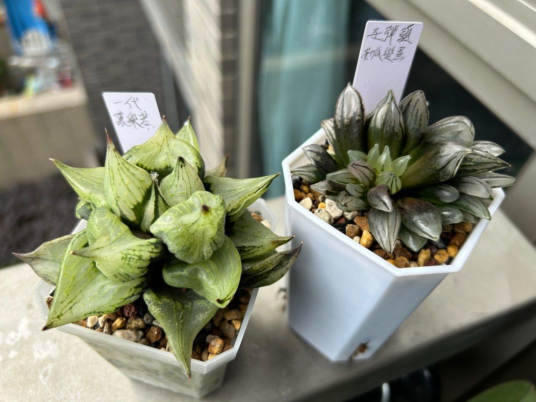 14K ハオルチア 多肉植物 ラブハート錦 自家繁殖 （ハオルチア