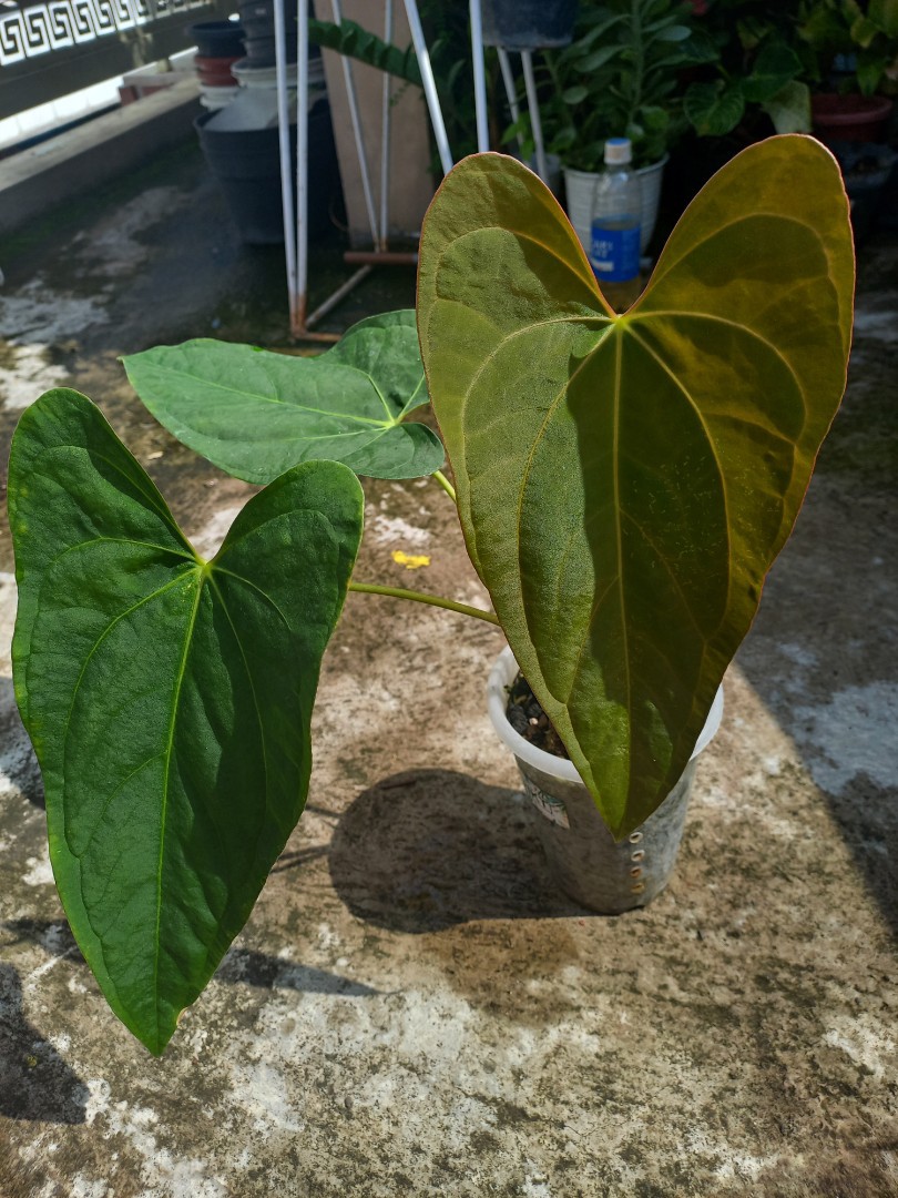 Anthurium Hybrid Everything Else On Carousell