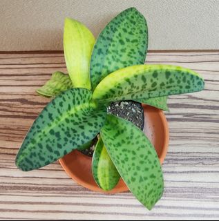 (Category: ) located in . Submitted by succacti (Listing ID 1275060862, Image 1). Description: .