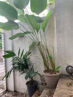 Large plants - must pick up