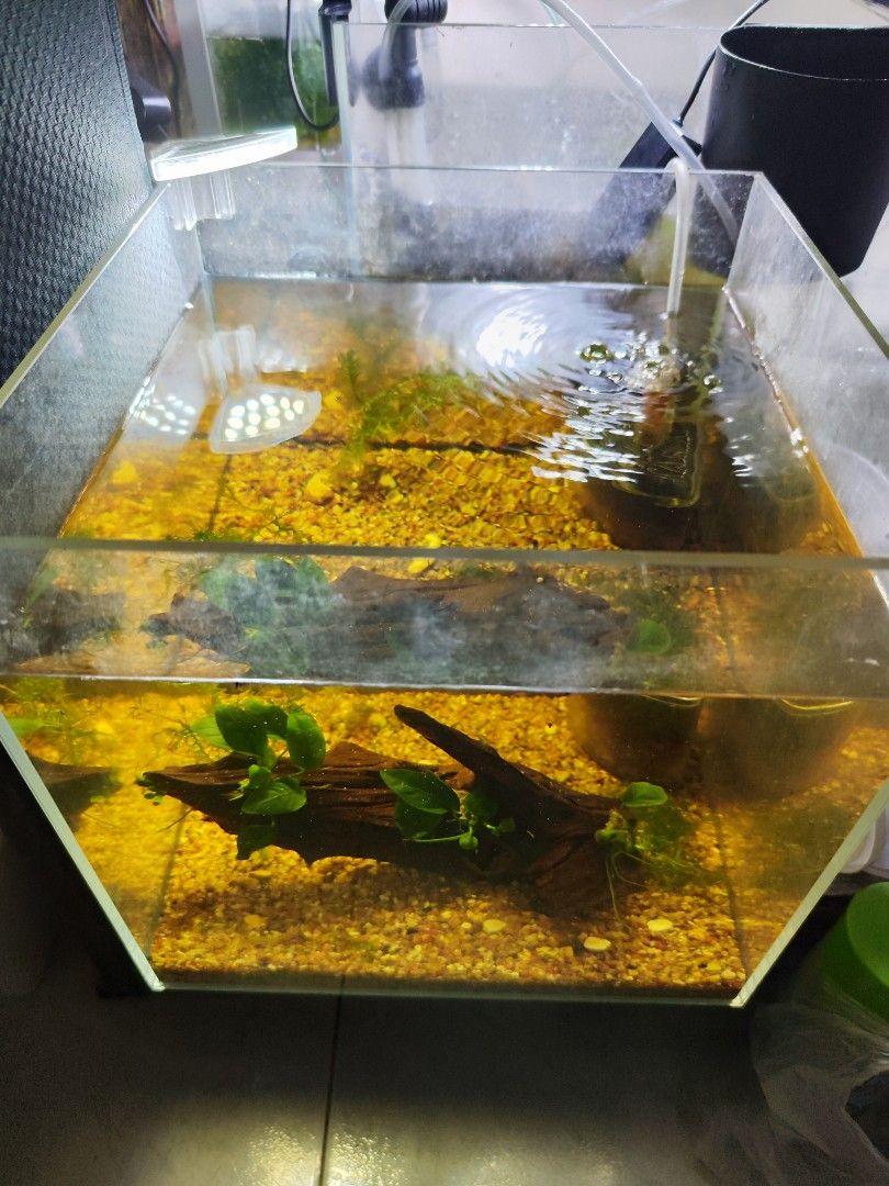 Matured 30cm Cube Complete Tank Set Pet Supplies Homes Other Pet 