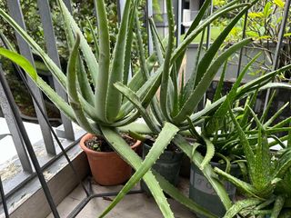 (Category: ) located in . Submitted by mcdiesta (Listing ID 1269171307, Image 1). Description: .