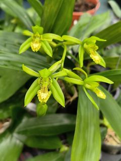 Other Orchid species and hybrids Collection item 1