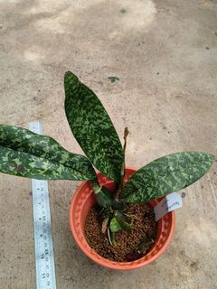 Other Orchid species and hybrids Collection item 3