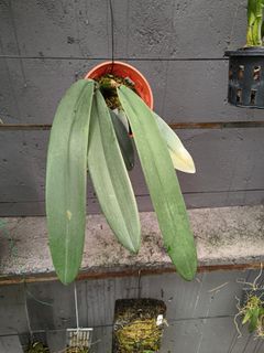 Other Orchid species and hybrids Collection item 2