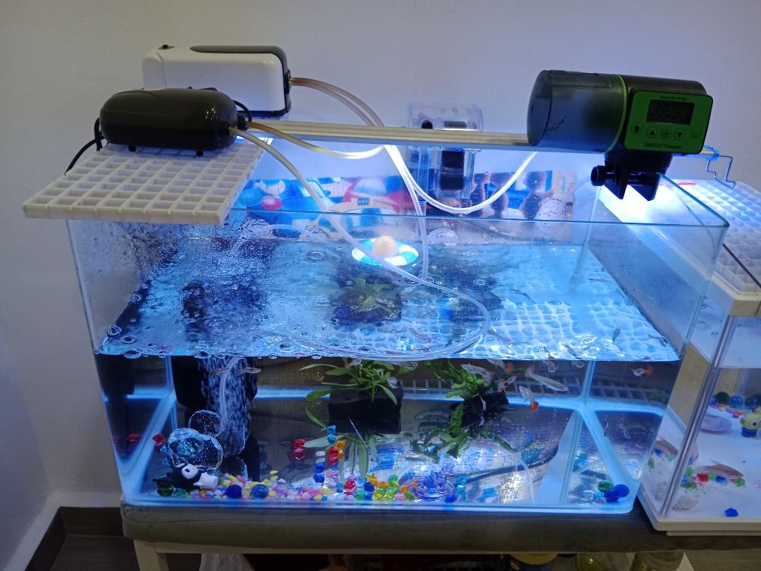 Fish tank 2025 for hamster