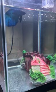 (Category: ) located in . Submitted by iamhappy31 (Listing ID 1269141314, Image 1). Description: .