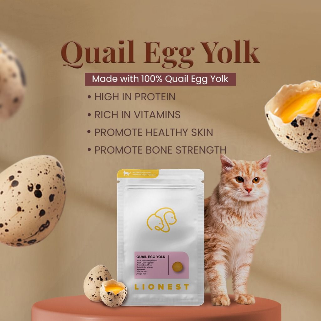 Egg yolk for online kittens