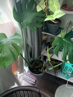 (Category: ) located in . Submitted by alpogs (Listing ID 1269169270, Image 1). Description: .