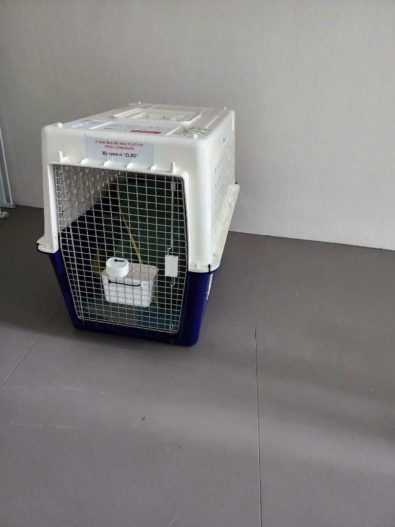 PP60 Dog Crate, Pet Supplies, Homes & Other Pet Accessories on Carousell