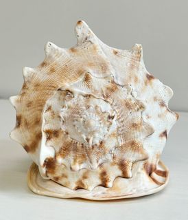 （分類：）位於 。 由 ooohk 提交（商品編號 1274501813，圖片 1）。簡介： 。