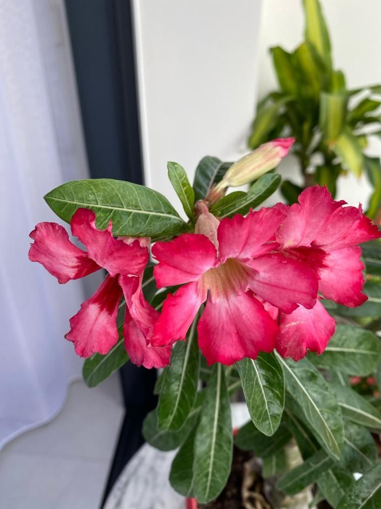 Adenium with flowers and flowering buds, Furniture & Home Living ...