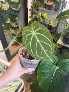 (Category: ) located in . Submitted by plantashern (Listing ID 1275409001, Image 1). Description: .