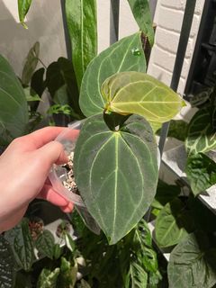 (Category: ) located in . Submitted by plantashern (Listing ID 1275366642, Image 1). Description: .