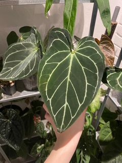 (Category: ) located in . Submitted by plantashern (Listing ID 1275369500, Image 1). Description: .