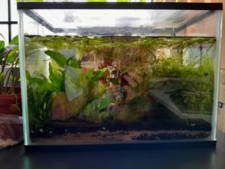 (Category: ) located in . Submitted by bensellsalot (Listing ID 1275192181, Image 1). Description: .
