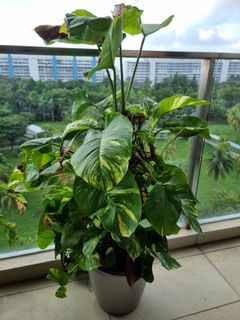(Category: ) located in . Submitted by ayush24 (Listing ID 1275202248, Image 1). Description: .