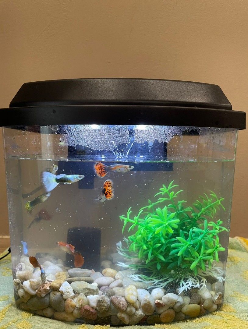 Tabletop on sale fish tank