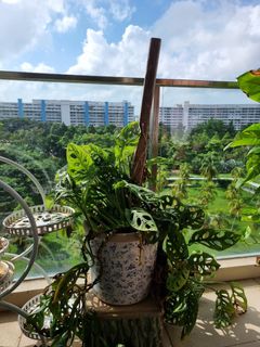(Category: ) located in . Submitted by ayush24 (Listing ID 1275254348, Image 1). Description: .