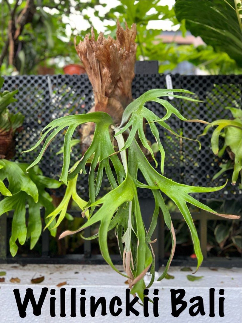 p.willinckii Bali ウィリンキーバリ ビカクシダ（Platycerium