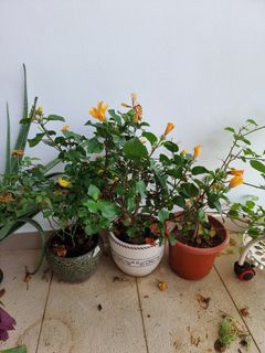 (Category: ) located in . Submitted by ayush24 (Listing ID 1275233721, Image 1). Description: .