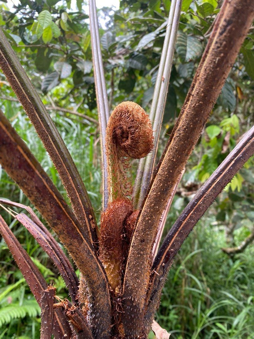 Tree fern /Alsophila latebrosa, Furniture & Home Living, Gardening