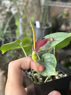 (Category: ) located in . Submitted by orchids_galore (Listing ID 1262376264, Image 1). Description: .