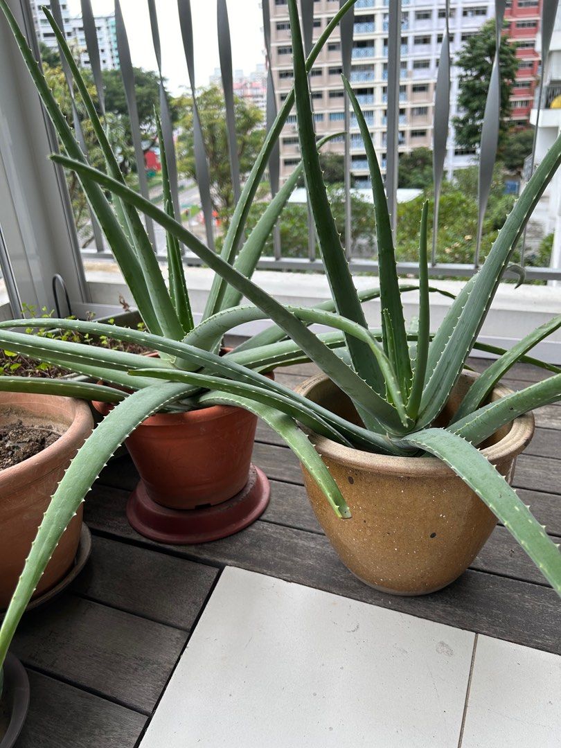 Healthy Edible Aloe Vera Furniture And Home Living Gardening Plants And Seeds On Carousell 8077