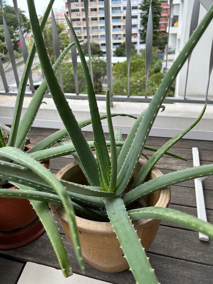 Healthy Edible Aloe Vera Furniture And Home Living Gardening Plants And Seeds On Carousell 2640