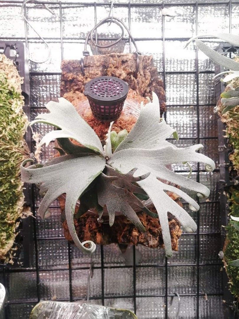 P. willinckii 'Bacteria' spore 1217 KT！P. willinckii 'Bacteria