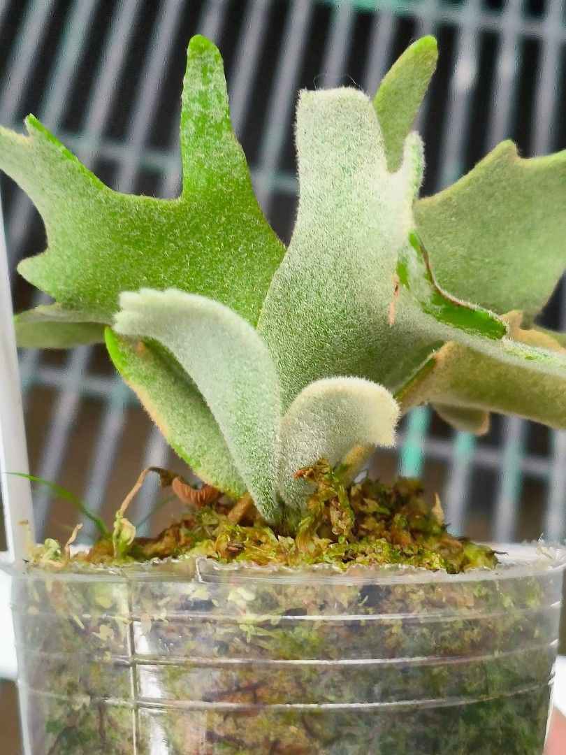 Platycerium willinckii Jade Girl, Furniture & Home Living