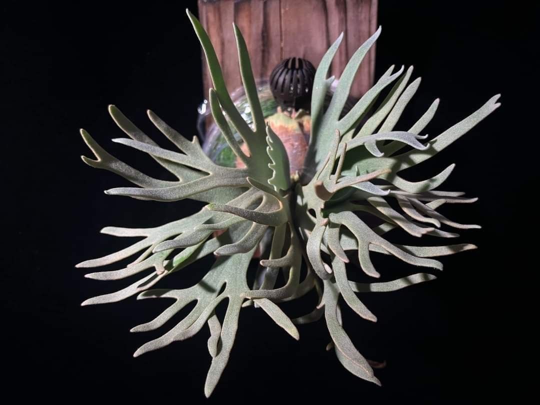 Platycerium willinckii Jade Girl, Furniture & Home Living