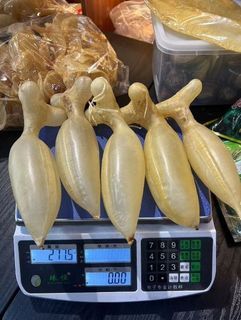 現金收購花膠 蜘蛛膠