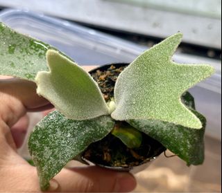（分類：）位於 。 由 2d_garden 提交（商品編號 1269294573，圖片 1）。簡介： 。